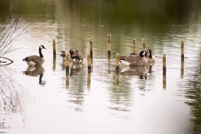 Framed Print : A small group of Canada geese wading and relaxing in a calm lake Framed Print : A small group of Canada geese wading and relaxing in a calm lake