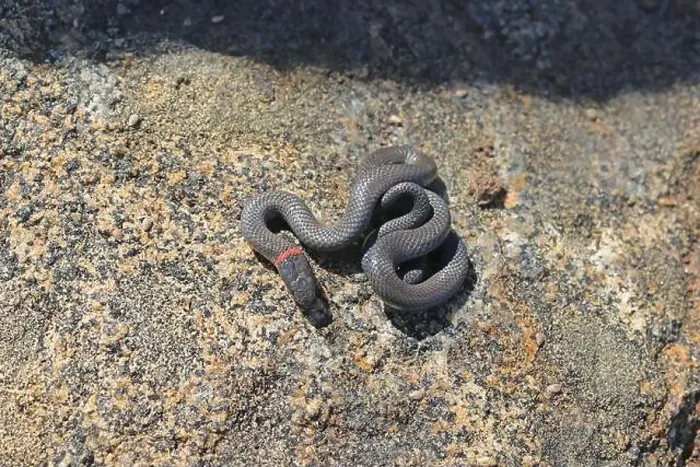 Framed Print : Small harmless snake, The Ring-necked Snake, Diadophis punctatus in San Diego County, California, USA Framed Print : Small harmless snake, The Ring-necked Snake, Diadophis punctatus in San Diego County, California, USA