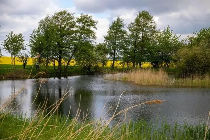 Framed Print : Small lake in the forest with lots of aquatic plants. High quality photo Framed Print : Small lake in the forest with lots of aquatic plants. High quality photo