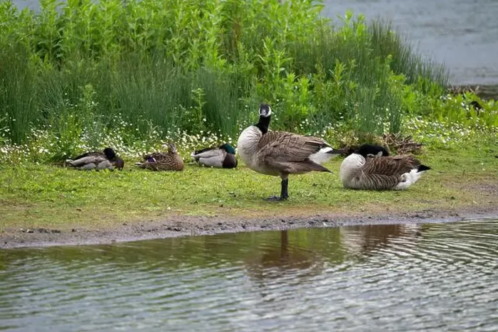 Framed Print : Small mixed flock of waterfowl beside a pool Framed Print : Small mixed flock of waterfowl beside a pool