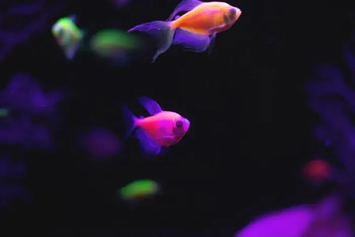 Framed Print : small multi-colored fish swim in the aquarium Framed Print : small multi-colored fish swim in the aquarium