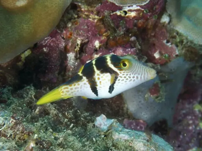 Framed Print : Small, patterned fish, mimicry filefish (Paraluteres prionurus) Framed Print : Small, patterned fish, mimicry filefish (Paraluteres prionurus)