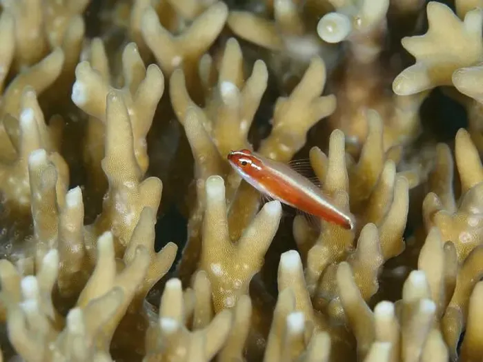 Framed Print : A small, red coloured fish, red-bellied dwarf goby (Eviota Nigriventris) Framed Print : A small, red coloured fish, red-bellied dwarf goby (Eviota Nigriventris)