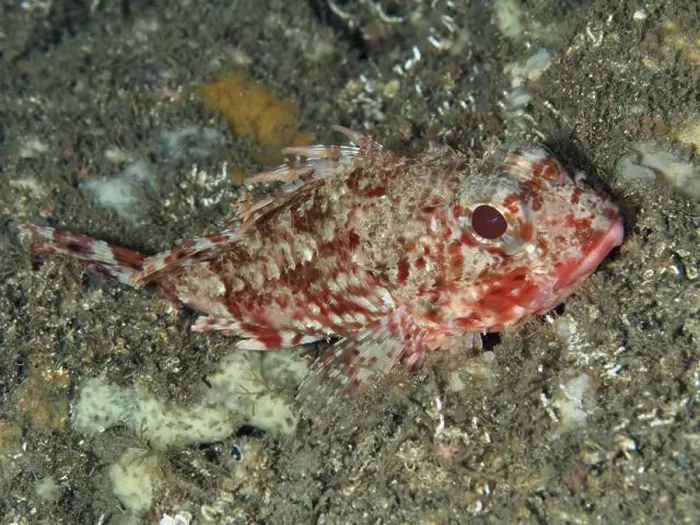 Framed Print : A Small red scorpionfish (Scorpaena notata) Framed Print : A Small red scorpionfish (Scorpaena notata)