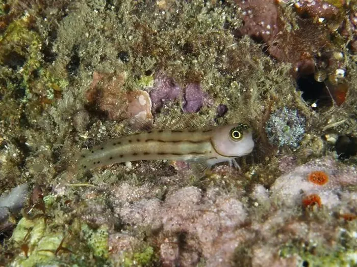 Framed Print : Small three-striped blenny (Ecsenius trilineatus) Framed Print : Small three-striped blenny (Ecsenius trilineatus)