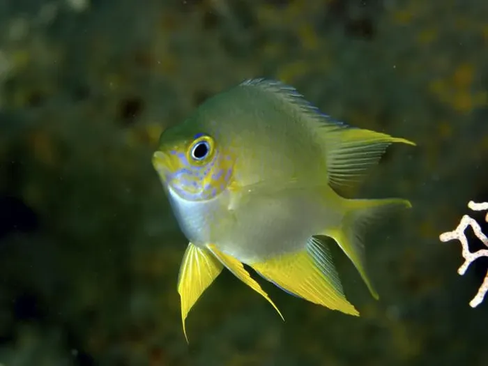 Framed Print : Small yellow-blue fish, Golden damselfish (Amblyglyphidodon aureus) Framed Print : Small yellow-blue fish, Golden damselfish (Amblyglyphidodon aureus)
