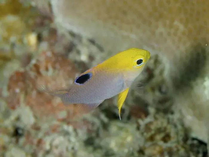 Framed Print : A small yellow fish with a black spot Framed Print : A small yellow fish with a black spot