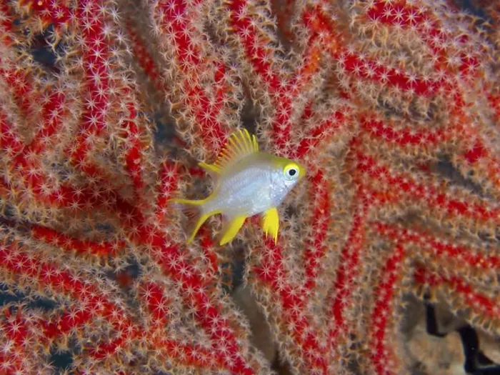 Framed Print : A small yellow fish, Golden damselfish (Amblyglyphidodon aureus) juvenile Framed Print : A small yellow fish, Golden damselfish (Amblyglyphidodon aureus) juvenile