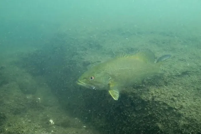 Framed Print : Smallmouth bass swimming at bottom of lake Framed Print : Smallmouth bass swimming at bottom of lake