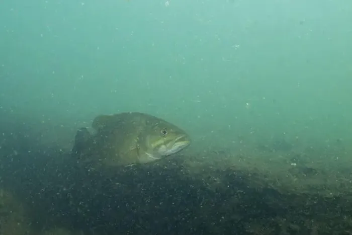 Framed Print : Smallmouth bass swimming at bottom of lake Framed Print : Smallmouth bass swimming at bottom of lake