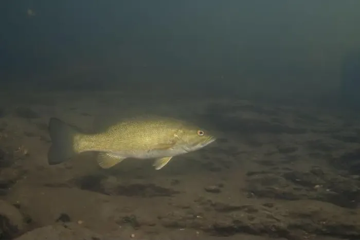 Framed Print : Smallmouth bass swimming on river floor