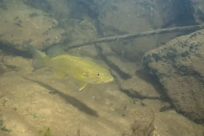 Framed Print : Smallmouth bass swimming on river floor