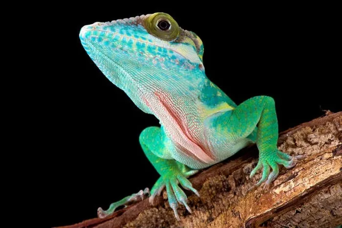 Framed Print : Smallwood's anole (Anolis smallwoodi) Framed Print : Smallwood's anole (Anolis smallwoodi)