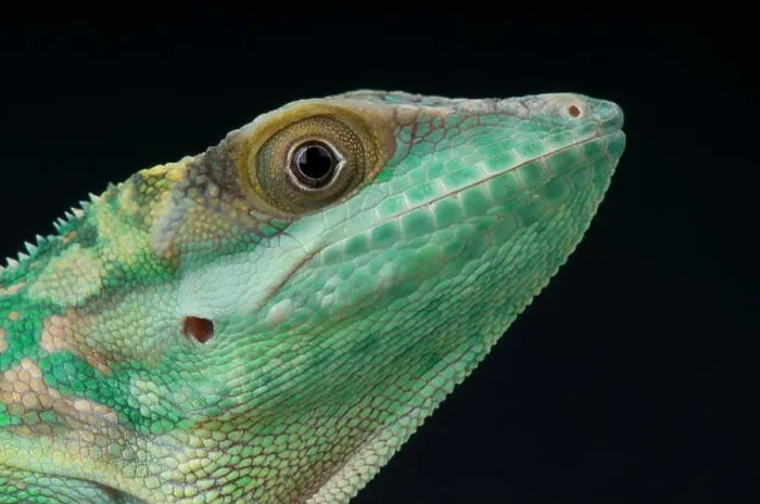 Framed Print : Smallwood's giant anole  /  Anolis smallwoodi smallwoodi