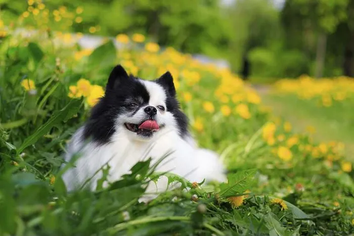 Framed Print : A smiling Pomeranian dog in the grass Framed Print : A smiling Pomeranian dog in the grass