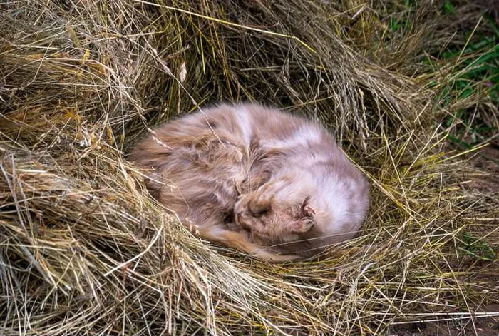 Framed Print : Smoky fluffy cat sleeps curled up in a haystack Framed Print : Smoky fluffy cat sleeps curled up in a haystack