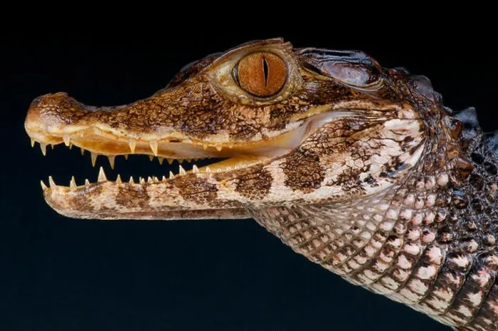 Framed Print : Smooth-fronted caiman / Paleosuchus trigonatus Framed Print : Smooth-fronted caiman / Paleosuchus trigonatus