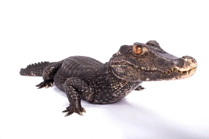 Framed Print : Smooth-fronted caiman, Paleosuchus trigonatus Framed Print : Smooth-fronted caiman, Paleosuchus trigonatus