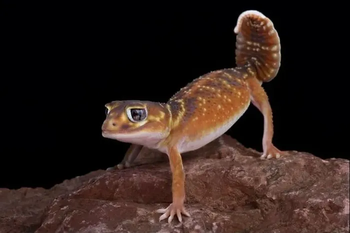Framed Print : Smooth knob tail gecko (Nephrurus levis levis) Framed Print : Smooth knob tail gecko (Nephrurus levis levis)