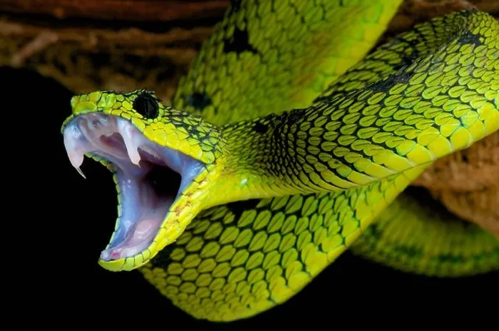 Framed Print : Snake attack ! Framed Print : Snake attack !