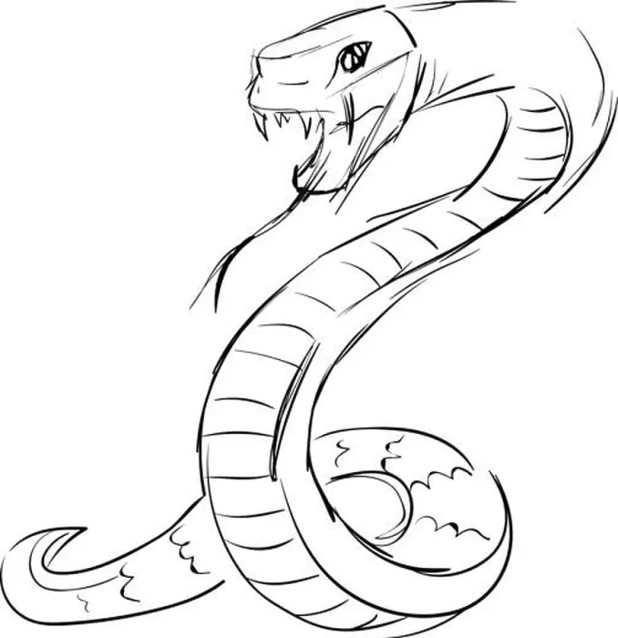 Framed Print : Snake drawing, illustration, vector on white background Framed Print : Snake drawing, illustration, vector on white background
