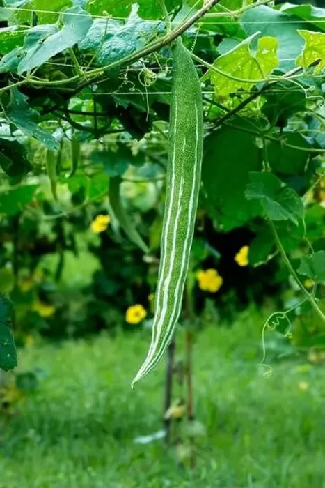Framed Print : snake gourd hanging on vine Framed Print : snake gourd hanging on vine