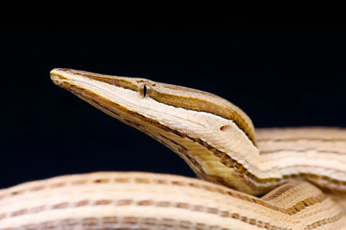 Framed Print : Snake lizard / Lialis jicari Framed Print : Snake lizard / Lialis jicari