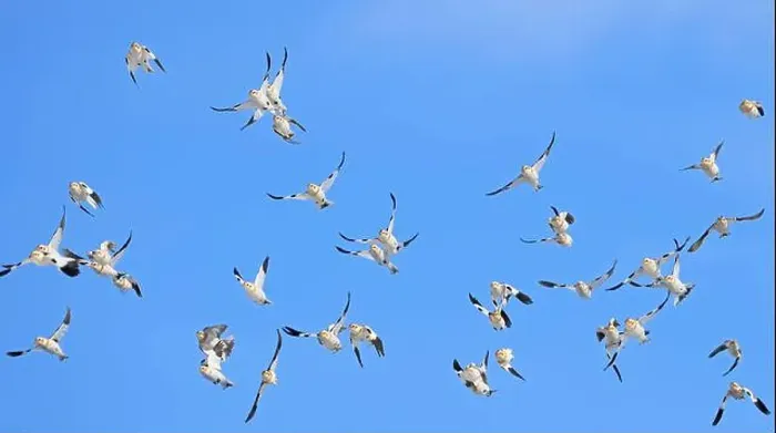 Framed Print : Snow bunting flying on a blue sky in Quebec, Canada Framed Print : Snow bunting flying on a blue sky in Quebec, Canada