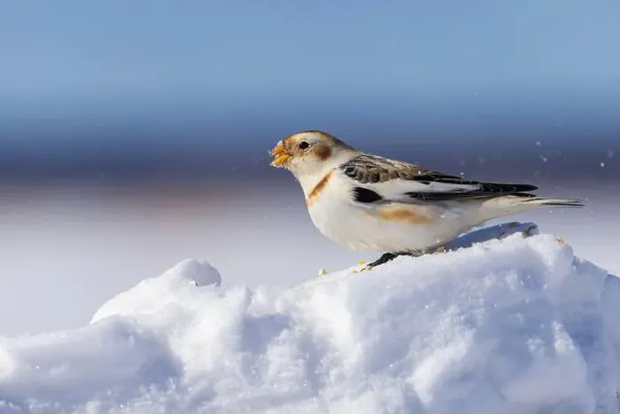 Framed Print : snow bunting (Plectrophenax nivalis) Framed Print : snow bunting (Plectrophenax nivalis)