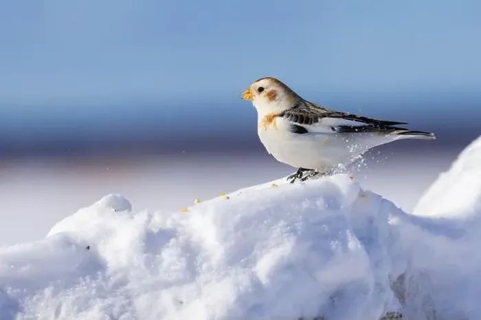 Framed Print : snow bunting (Plectrophenax nivalis) Framed Print : snow bunting (Plectrophenax nivalis)