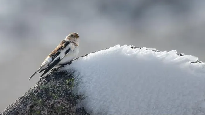Framed Print : Snow bunting (Plectrophenax nivalis) on the summit of Cairn Gorm mountain, Scotland. Cute winter bird Framed Print : Snow bunting (Plectrophenax nivalis) on the summit of Cairn Gorm mountain, Scotland. Cute winter bird