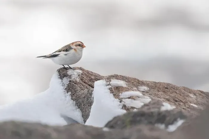 Framed Print : Snow bunting (Plectrophenax nivalis) on the summit of Cairn Gorm mountain, Scotland. Cute winter bird Framed Print : Snow bunting (Plectrophenax nivalis) on the summit of Cairn Gorm mountain, Scotland. Cute winter bird