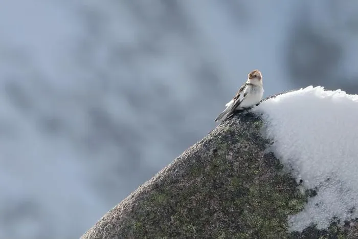 Framed Print : Snow bunting (Plectrophenax nivalis) on the summit of Cairn Gorm mountain, Scotland. Cute winter bird Framed Print : Snow bunting (Plectrophenax nivalis) on the summit of Cairn Gorm mountain, Scotland. Cute winter bird