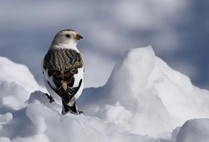 Framed Print : A snow bunting in winter, Sainte-Apolline, Québec, Canada Framed Print : A snow bunting in winter, Sainte-Apolline, Québec, Canada