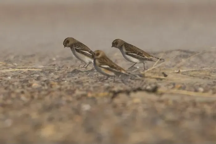 Framed Print : The snow buntings in a sandstorm Framed Print : The snow buntings in a sandstorm