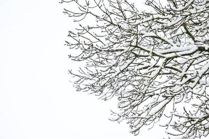 Framed Print : Snow covered branches on an Ash Tree against a white sky, in a garden in Wakefield, West Yorkshire, UK Framed Print : Snow covered branches on an Ash Tree against a white sky, in a garden in Wakefield, West Yorkshire, UK