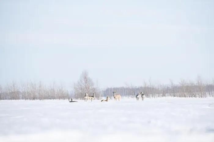 Framed Print : Snow-covered landscape in winter with a herd of deers Framed Print : Snow-covered landscape in winter with a herd of deers
