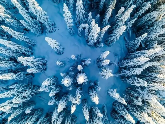 Framed Print : Snow covered pine tress on a cold winters day seen from above Framed Print : Snow covered pine tress on a cold winters day seen from above
