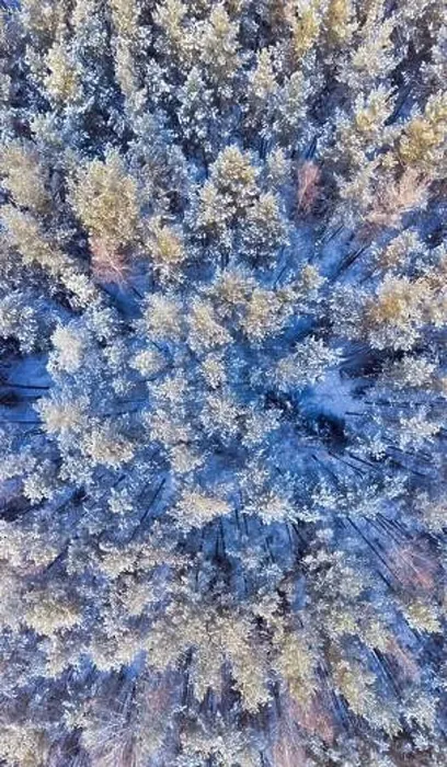 Framed Print : Snow covered winter forest aerial. Wood in winter season shot from a drone. Cold february day in the wilderness Framed Print : Snow covered winter forest aerial. Wood in winter season shot from a drone. Cold february day in the wilderness