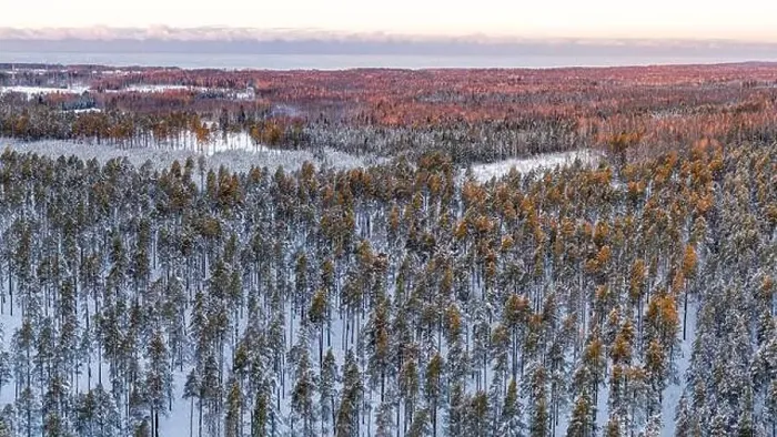 Framed Print : Snow covered winter forest view from drone during sunrise Framed Print : Snow covered winter forest view from drone during sunrise