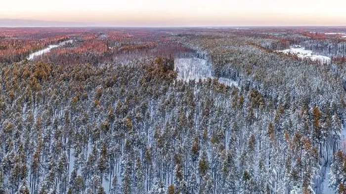 Framed Print : Snow covered winter forest view from drone during sunrise Framed Print : Snow covered winter forest view from drone during sunrise