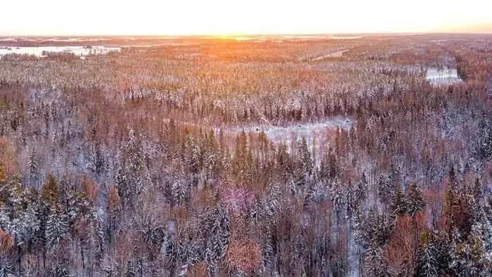 Framed Print : Snow covered winter forest view from drone during sunrise Framed Print : Snow covered winter forest view from drone during sunrise