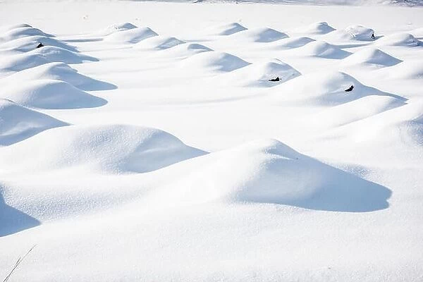 Snow dunes on crops in Biei, Hokkaido, Japan during winter season