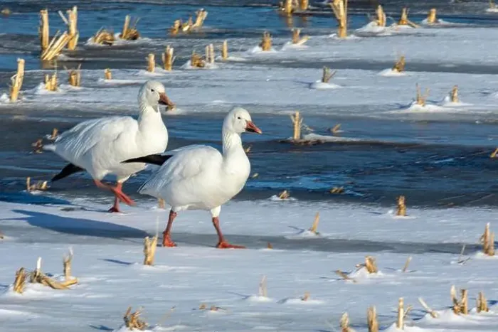Framed Print : Snow geese (Anser caerulescens) Framed Print : Snow geese (Anser caerulescens)