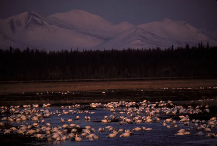 Framed Print : Snow Geese Chen hyperborea spring migration feeding in mudflats of delta of Kenai River Kenai National Wildlife Refuge