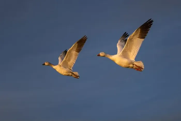 Framed Print : Snow geese in flight. Bosque del Apache National Wildlife Refuge, New Mexico Framed Print : Snow geese in flight. Bosque del Apache National Wildlife Refuge, New Mexico
