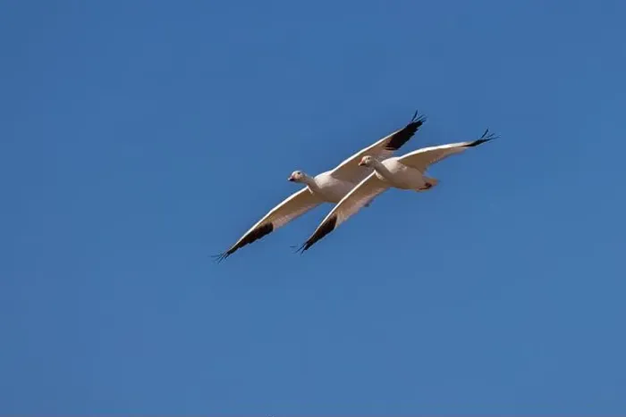 Framed Print : Snow geese in flight. Bosque del Apache National Wildlife Refuge, New Mexico Framed Print : Snow geese in flight. Bosque del Apache National Wildlife Refuge, New Mexico