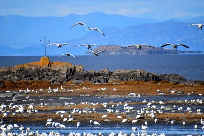 Framed Print : Snow geese in spring, L'Islet, Québec, Canada Framed Print : Snow geese in spring, L'Islet, Québec, Canada