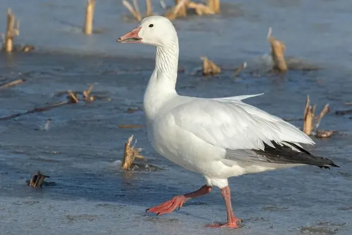 Framed Print : Snow goose (Anser caerulescens) Framed Print : Snow goose (Anser caerulescens)