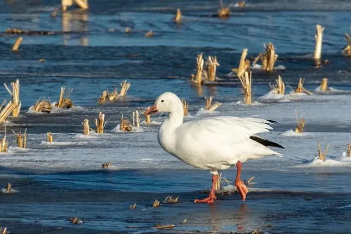 Framed Print : Snow goose (Anser caerulescens) Framed Print : Snow goose (Anser caerulescens)